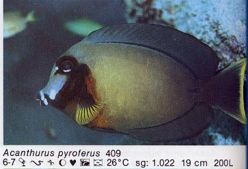 Acanthurus pyroferus